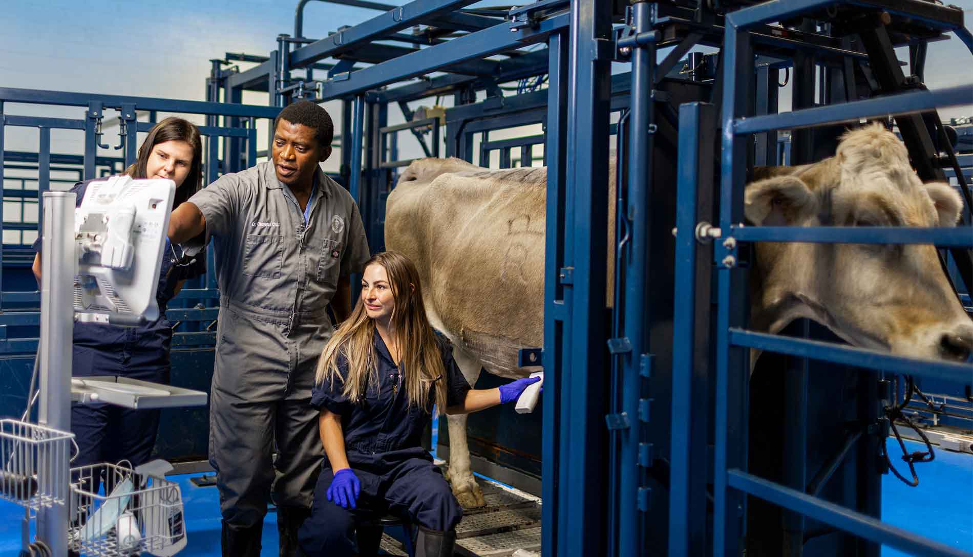 Doctor Of Veterinary Medicine College Of Veterinary Medicine Glendale