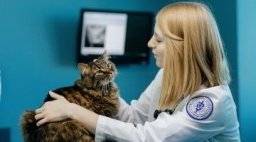 MWU Animal Health Institute veterinarian examines brown striped cat.