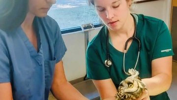 Vet Student Examining Animal