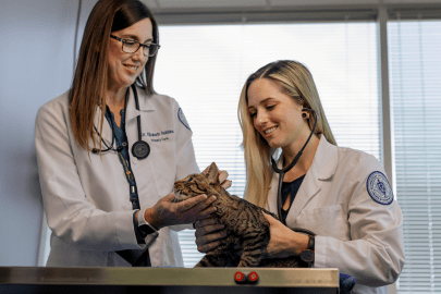 Faculty and student caring for cat