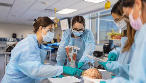 4 students in medical gowns, examining a brain