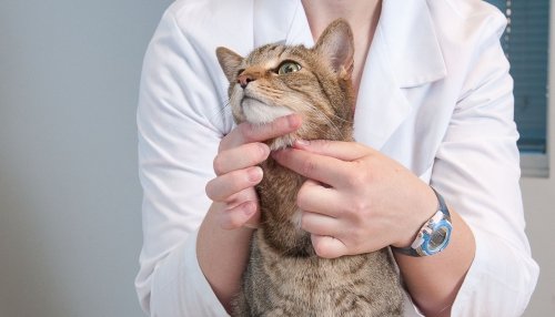 Cat being checked by veterinarian