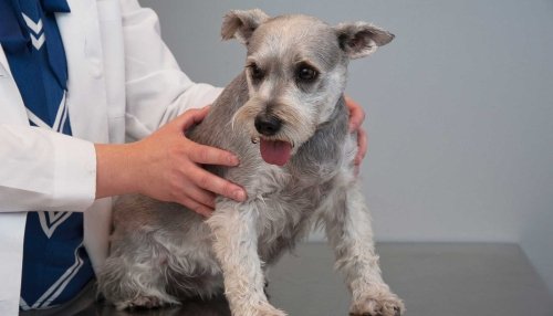 Dog Being Checked on By A Doctor 