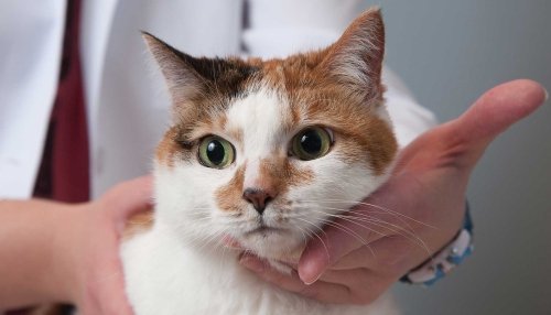 Cat Being Checked on By A Doctor