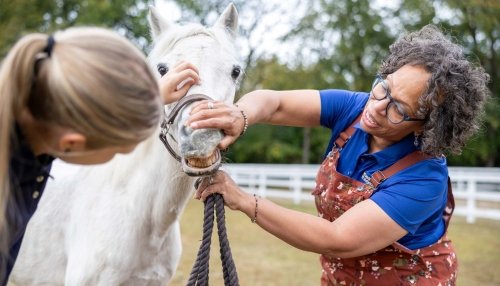 Vet examining a horse