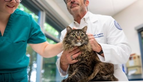 Dr. Acierno examining a cat